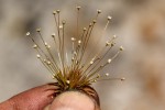 Syngonanthus welwitschii