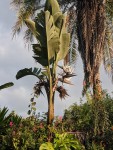 Strelitzia nicolai