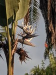 Strelitzia nicolai