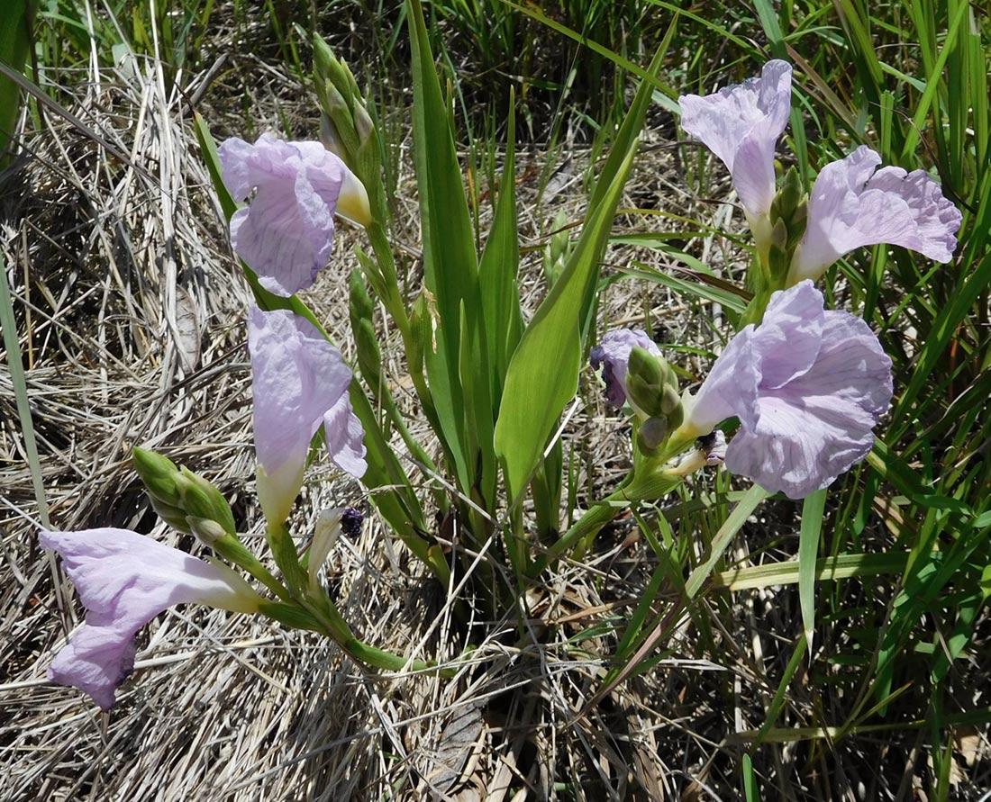 Siphonochilus kilimanensis