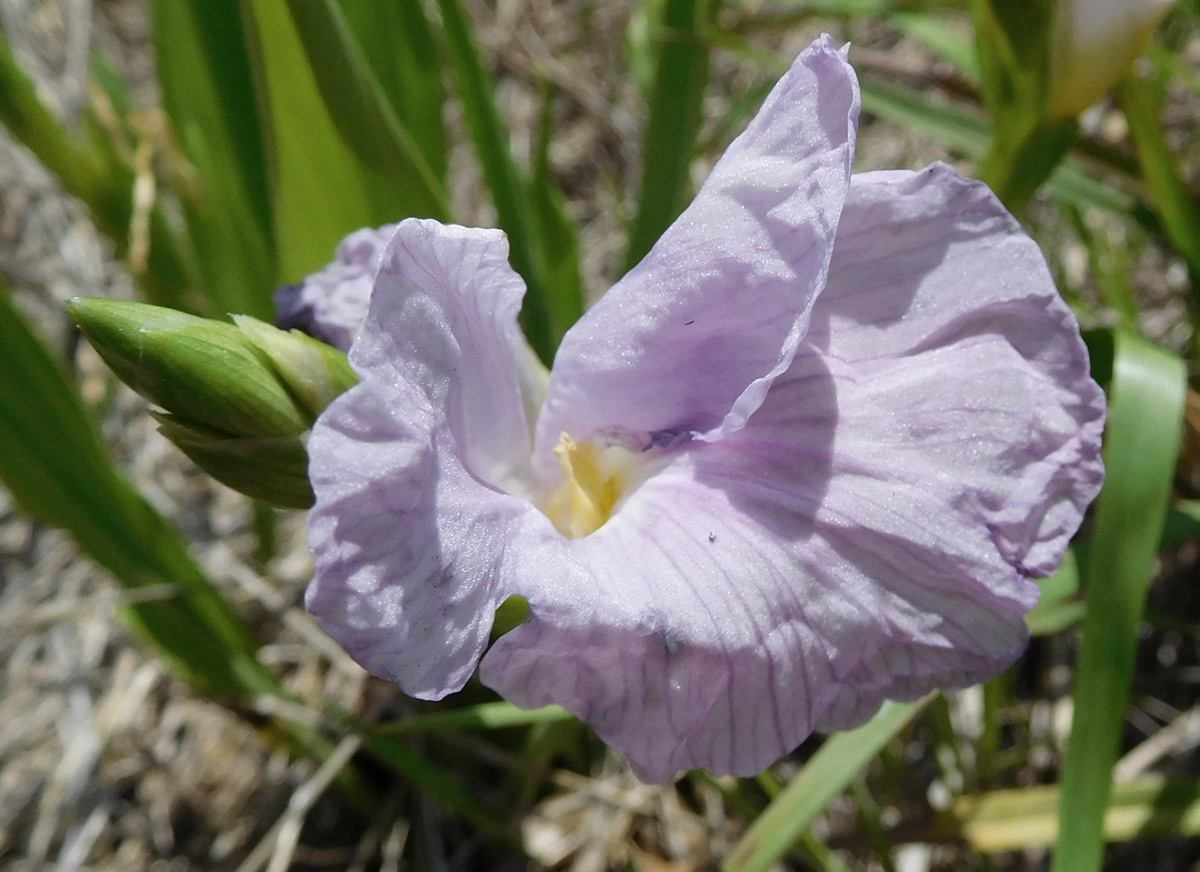 Siphonochilus kilimanensis