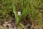 Siphonochilus kilimanensis