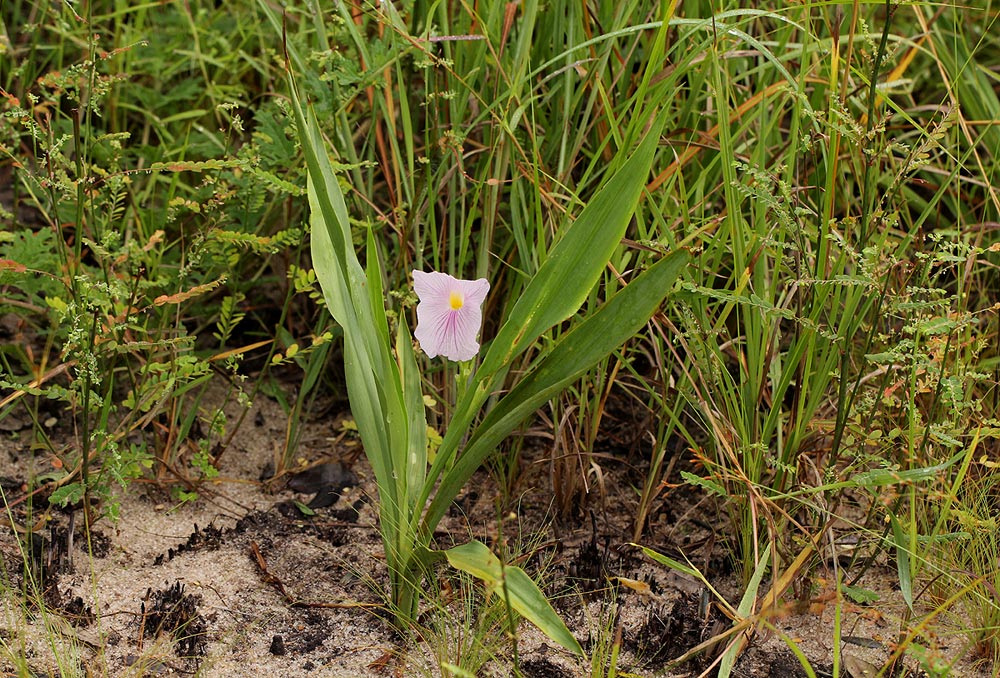 Siphonochilus kilimanensis