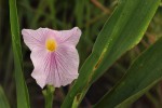 Siphonochilus kilimanensis