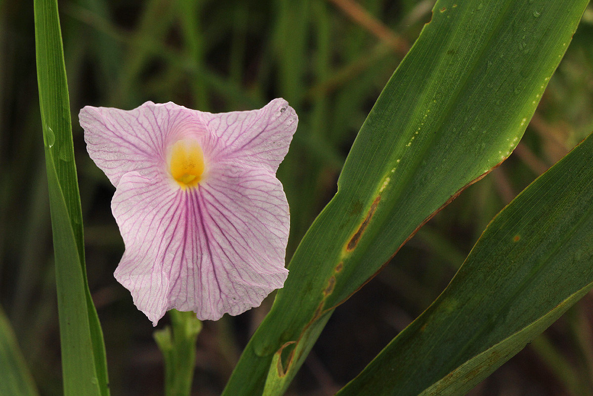 Siphonochilus kilimanensis