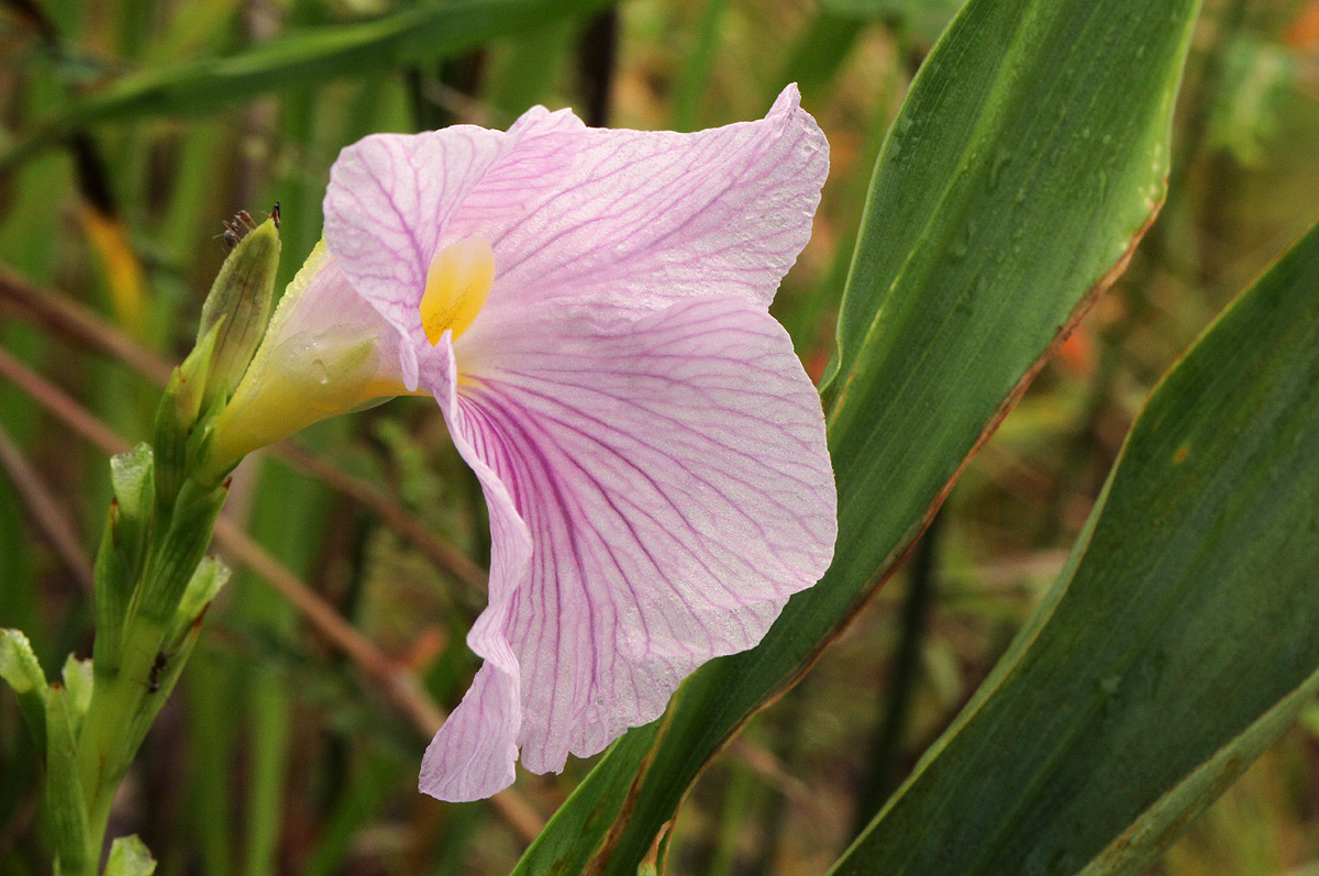 Siphonochilus kilimanensis