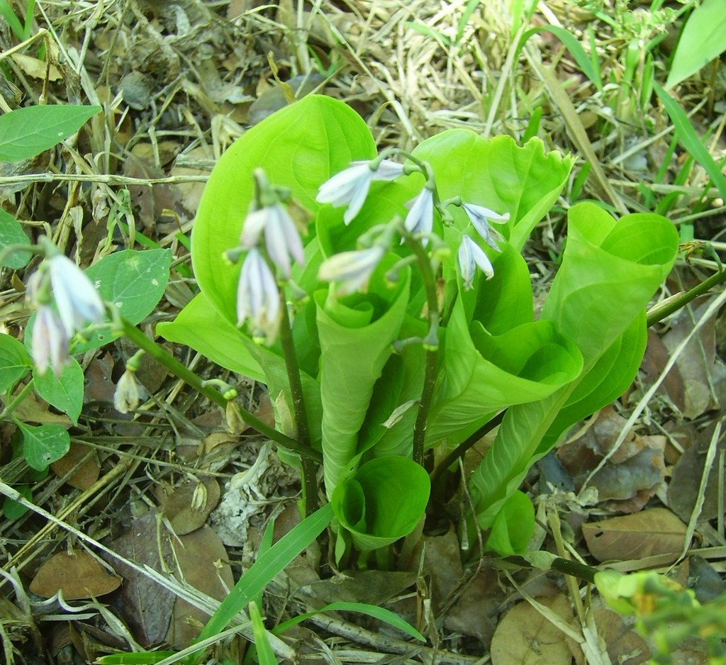 Cyanastrum johnstonii