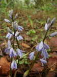Cyanastrum johnstonii