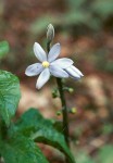 Cyanastrum johnstonii