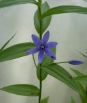Walleria mackenziei