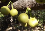 Ficus polita subsp. polita