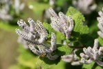 Tetradenia galpinii