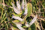 Tetradenia galpinii