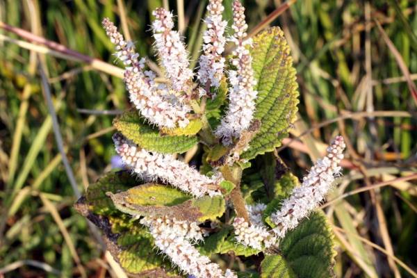 Tetradenia galpinii