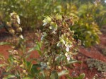 Rotheca luembensis subsp. luembensis var. luembensis