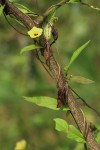 Merremia tridentata subsp. alatipes