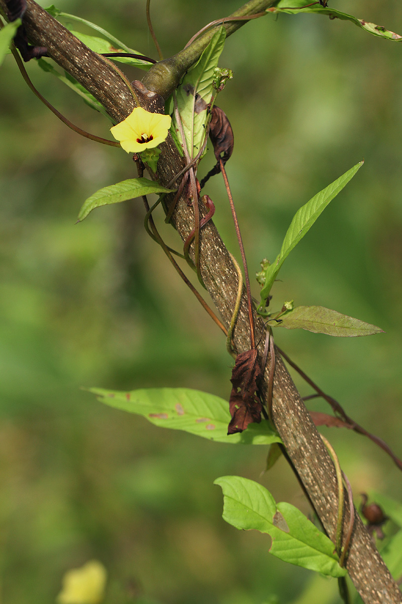 Merremia tridentata subsp. alatipes