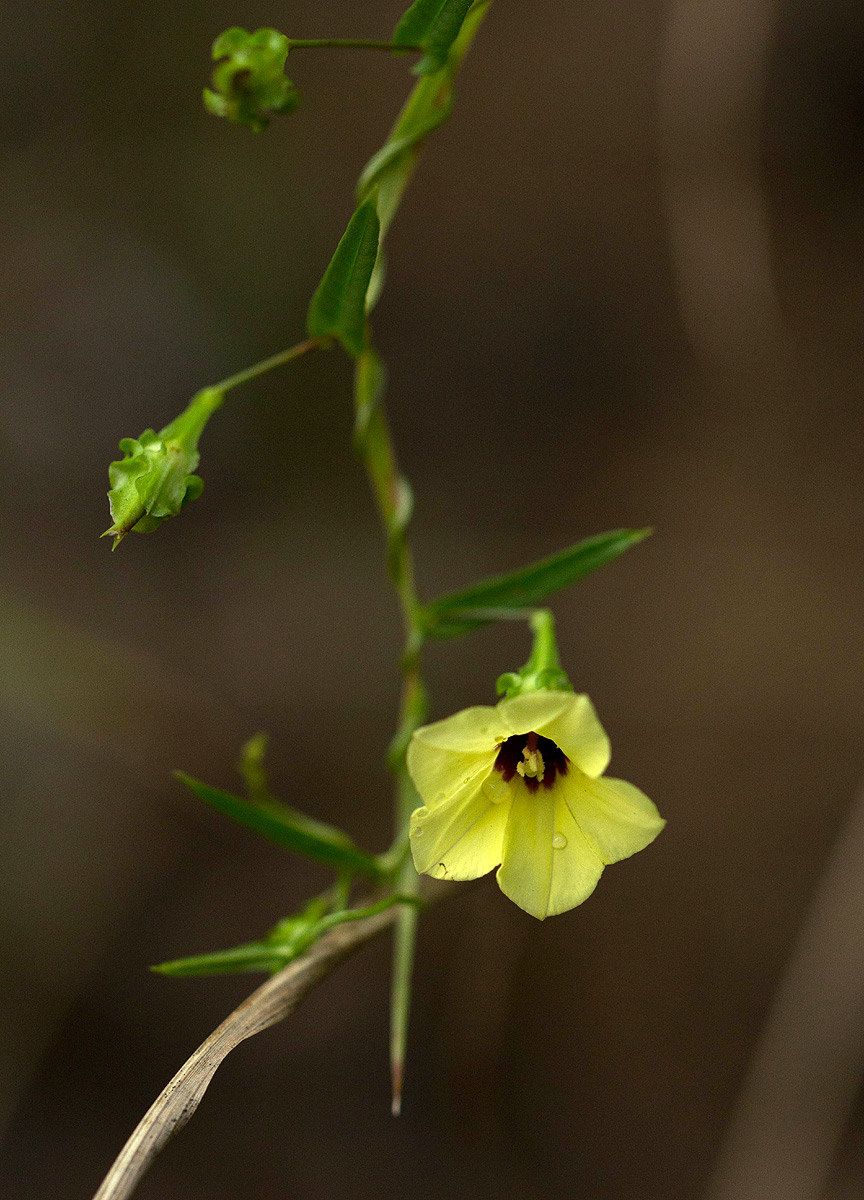 Merremia tridentata subsp. alatipes