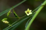 Merremia tridentata subsp. alatipes