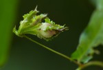 Merremia tridentata subsp. alatipes