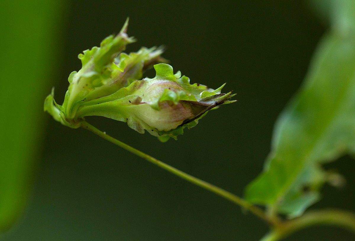 Merremia tridentata subsp. alatipes
