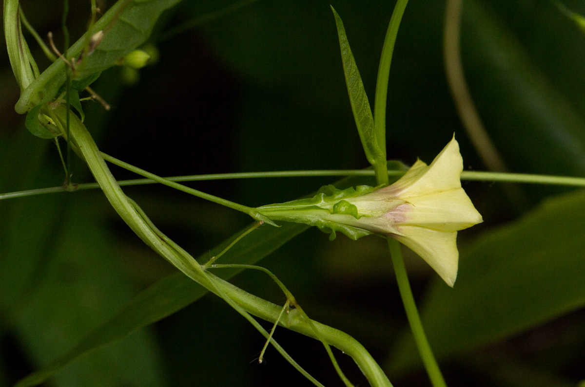 Merremia tridentata subsp. alatipes