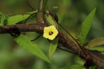 Merremia tridentata subsp. alatipes