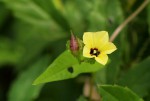 Merremia tridentata subsp. alatipes