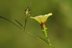 Merremia tridentata subsp. alatipes