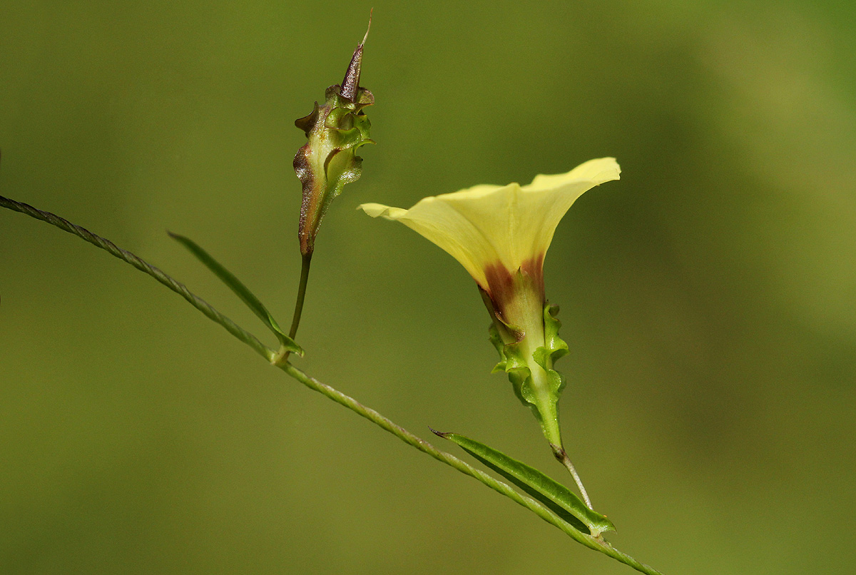 Merremia tridentata subsp. alatipes