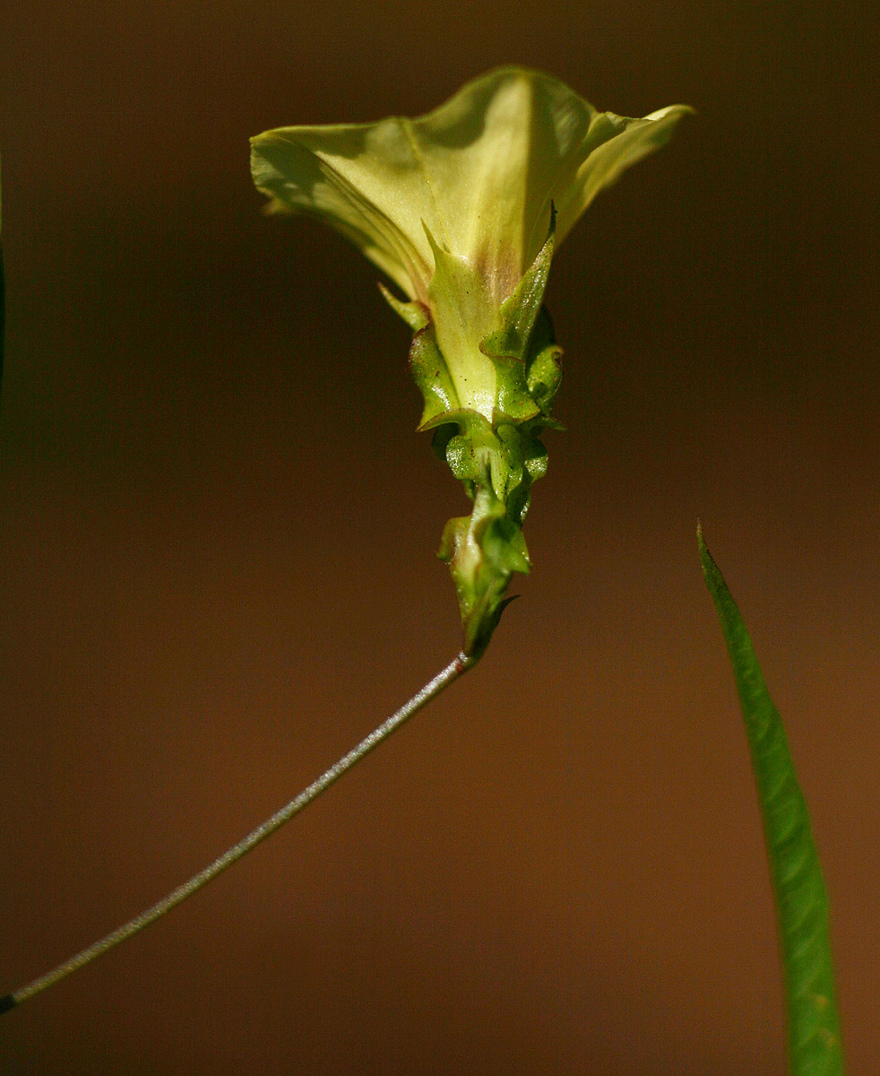 Merremia tridentata subsp. alatipes