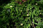 Merremia tridentata subsp. alatipes