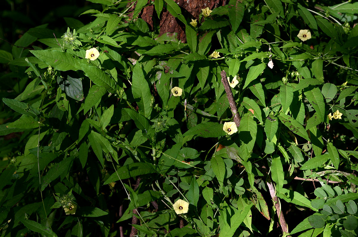 Merremia tridentata subsp. alatipes