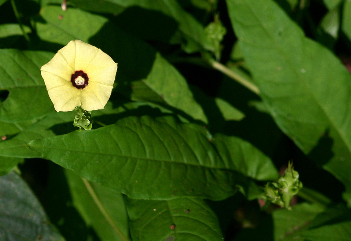 Merremia tridentata subsp. alatipes