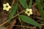 Merremia tridentata subsp. alatipes