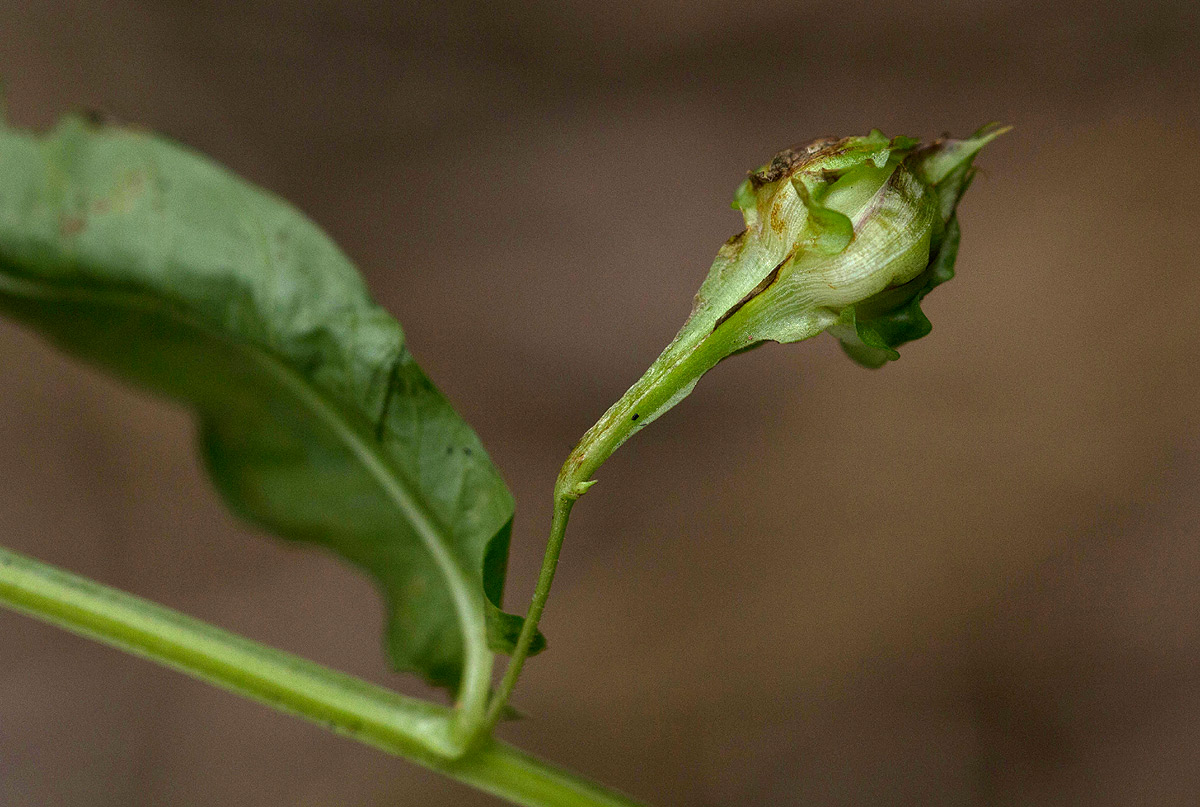 Xenostegia alatipes