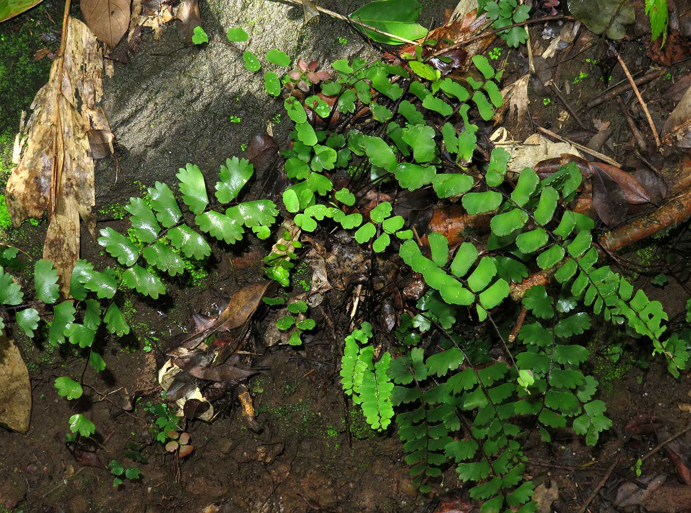 Adiantum soboliferum