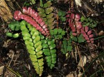 Adiantum soboliferum