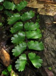 Adiantum soboliferum