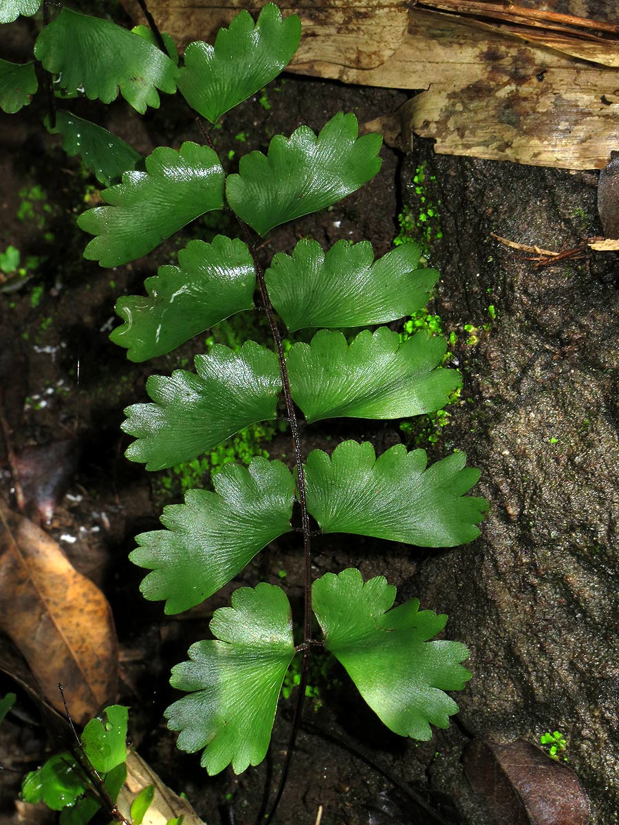 Adiantum soboliferum