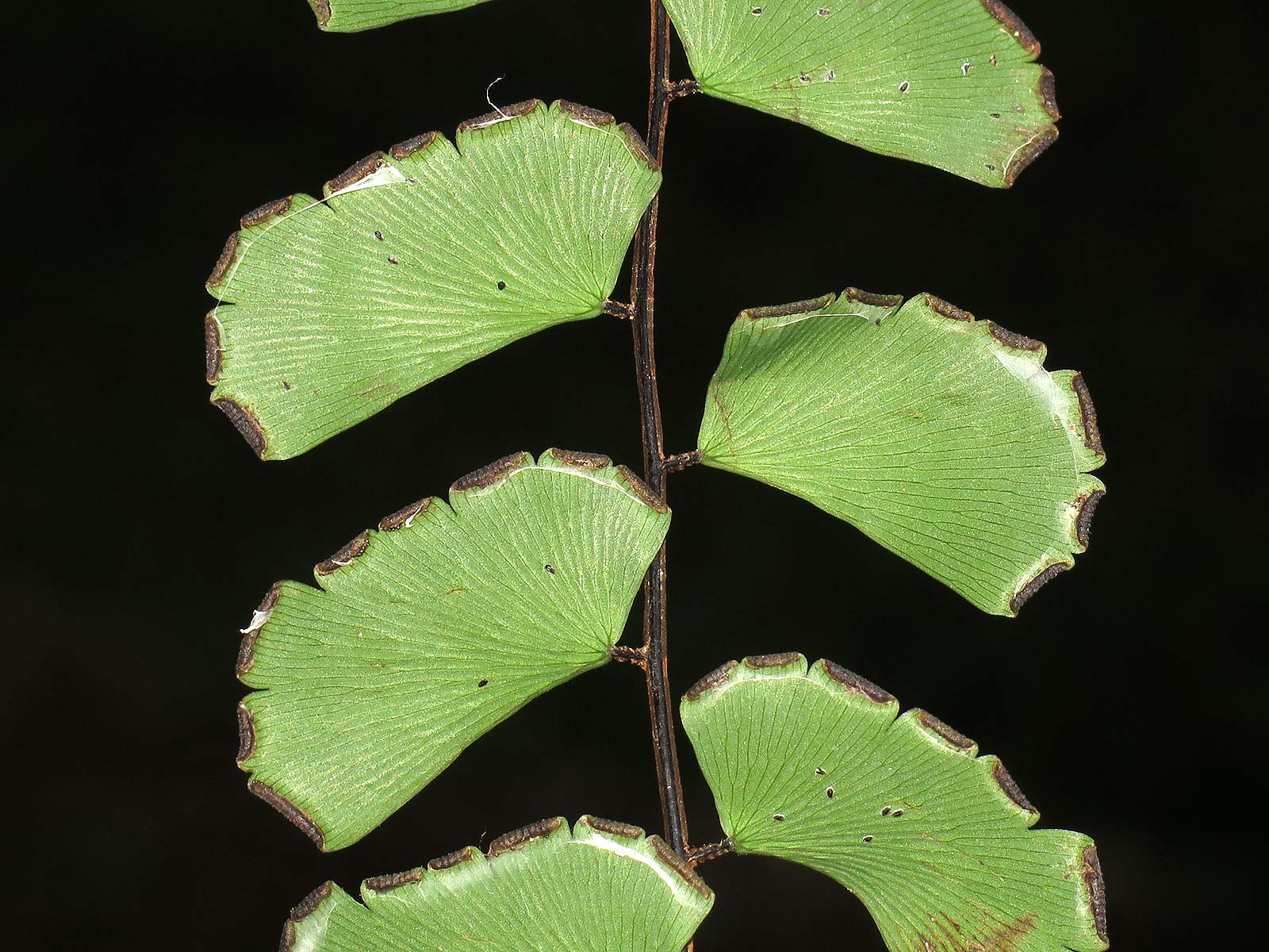 Adiantum soboliferum