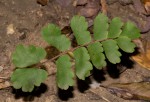 Adiantum soboliferum