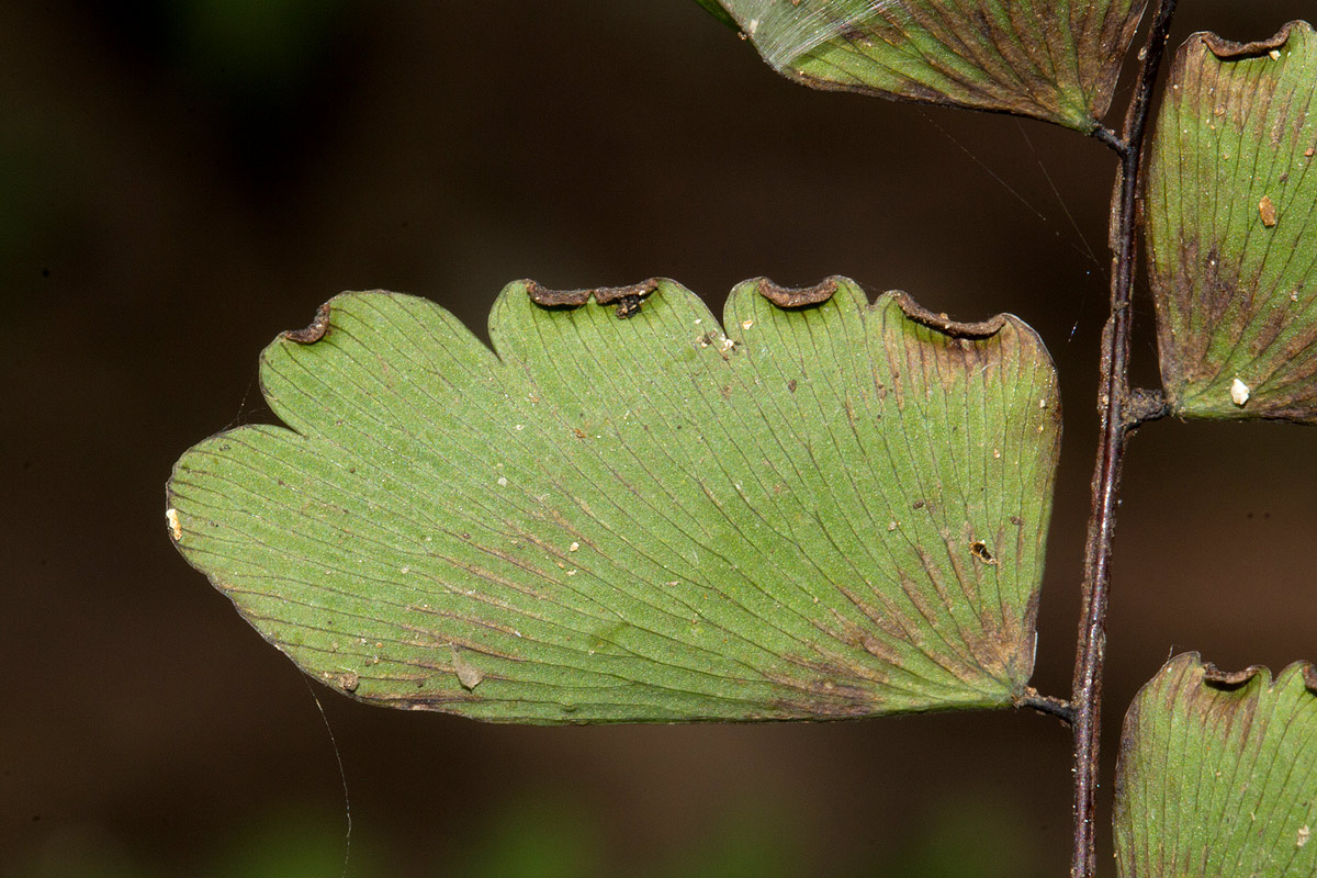 Adiantum soboliferum
