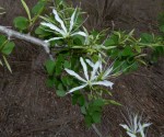 Bauhinia burrowsii