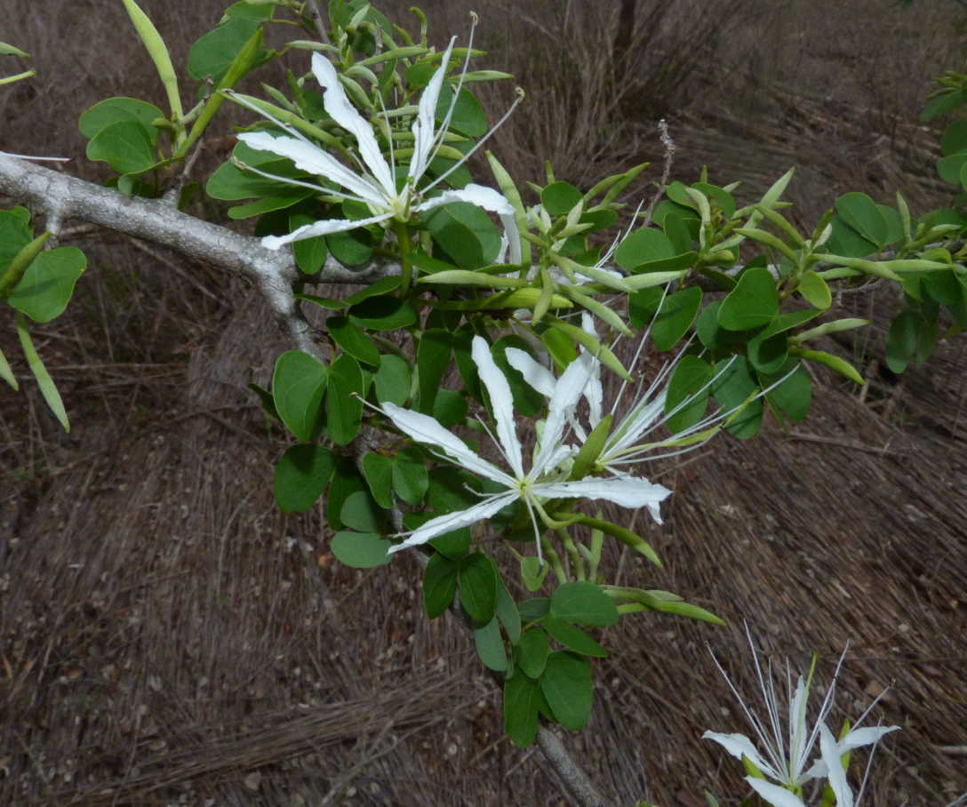 Bauhinia burrowsii
