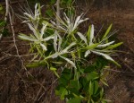 Bauhinia burrowsii