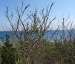 Acacia latispina