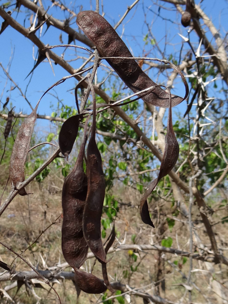 Acacia latispina