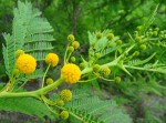 Acacia latispina