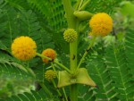 Acacia latispina